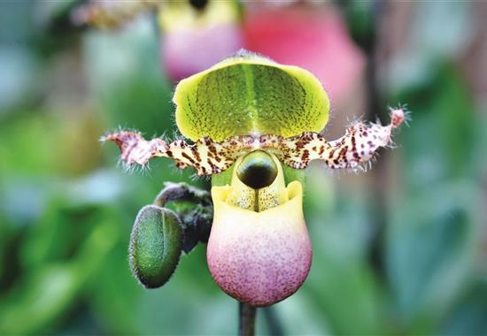 Mezinárodní výstava orchidejí a čokoládovna Heindl - Rakousko